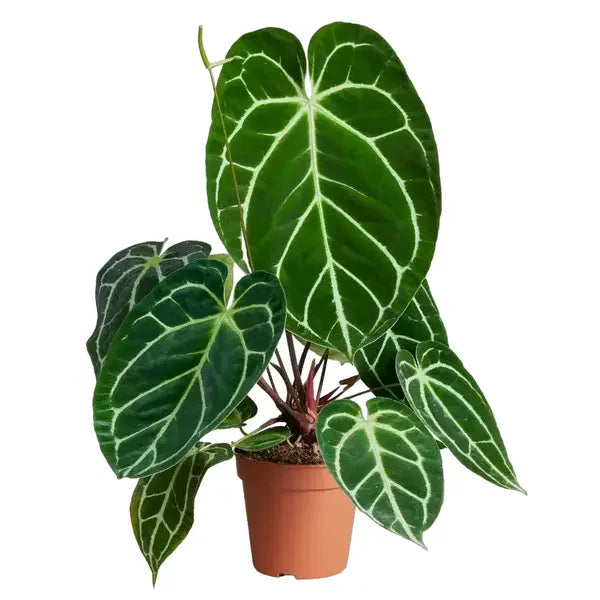 Anthurium Crystallinum - Rare