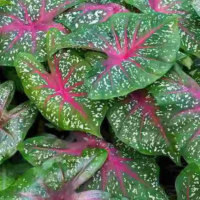 Caladium Bicolor - Bulb