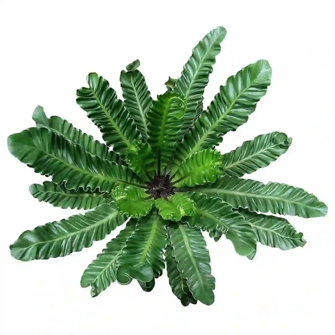 Cobra Fern, Asplenium Nidus - Rare