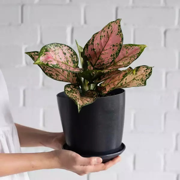 Aglaonema Anjamani