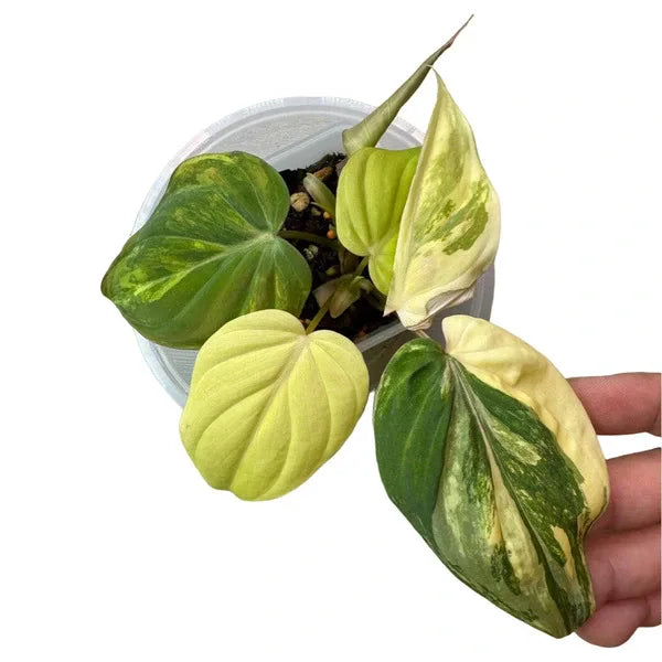 Philodendron Micans ‘Aurea' Variegated - Rare - Multiple Leaves