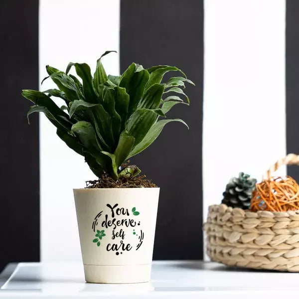 Dracaena Compacta Dwarf Plant