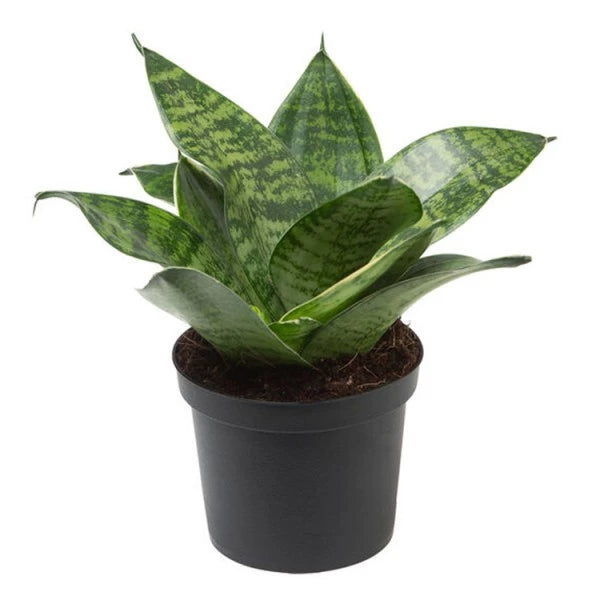Sansevieria Hahnii Green Dwarf Live Plant