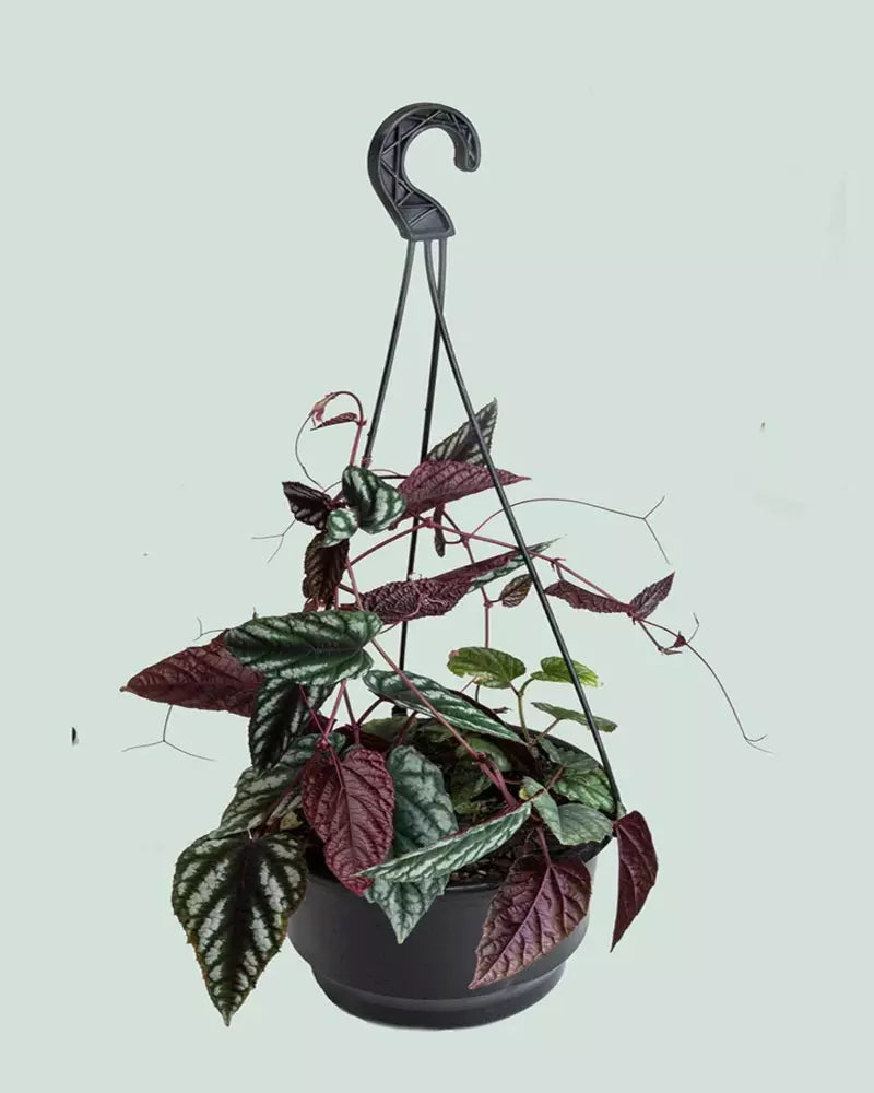 Cissus Discolor, Rex Begonia Vine - Rare Plant