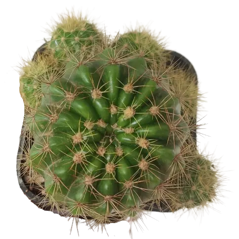 Echinopsis Oxygona (Easter Lily Cactus)