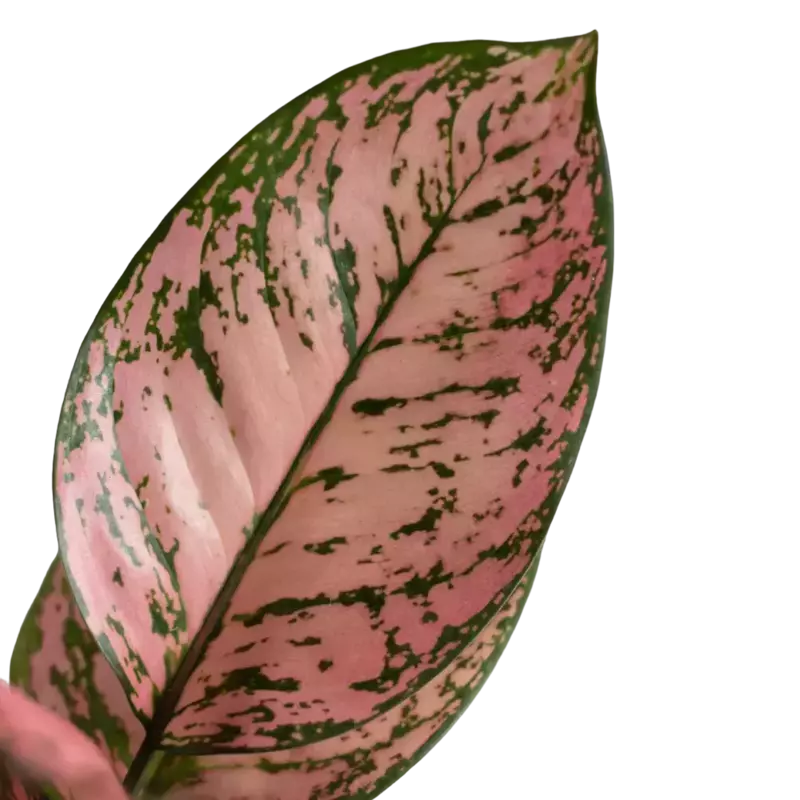 Aglaonema Anjamani