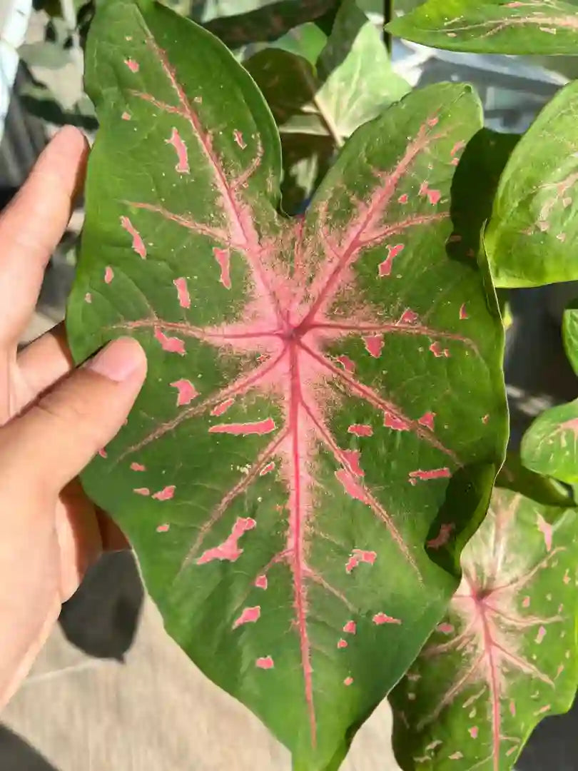 Caladium Pink vein with pink dot