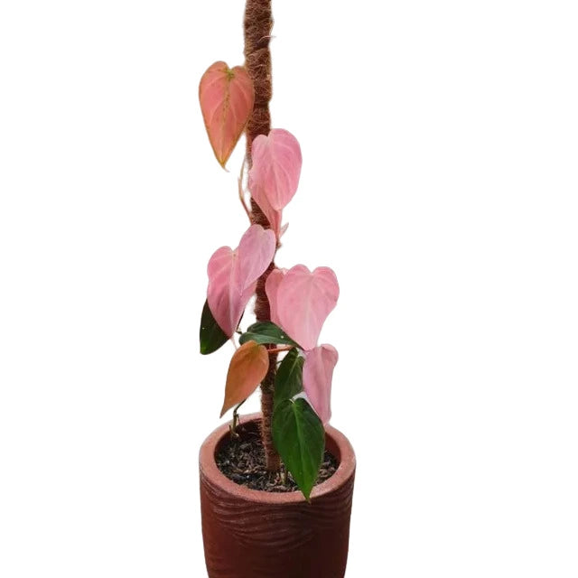 Philodendron Mican Pink Variegated - Super Rare