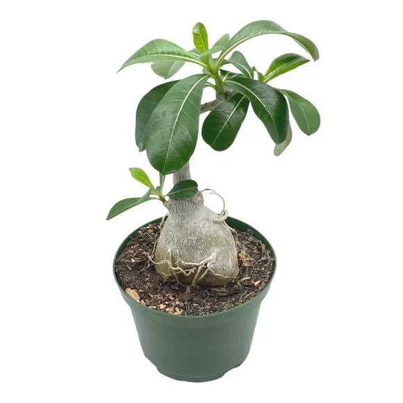 Adenium Plant-124