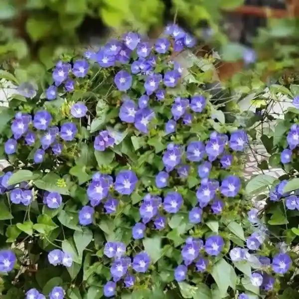 Sky Blue Cluster vine | Jacquemontia Pentanthos plant