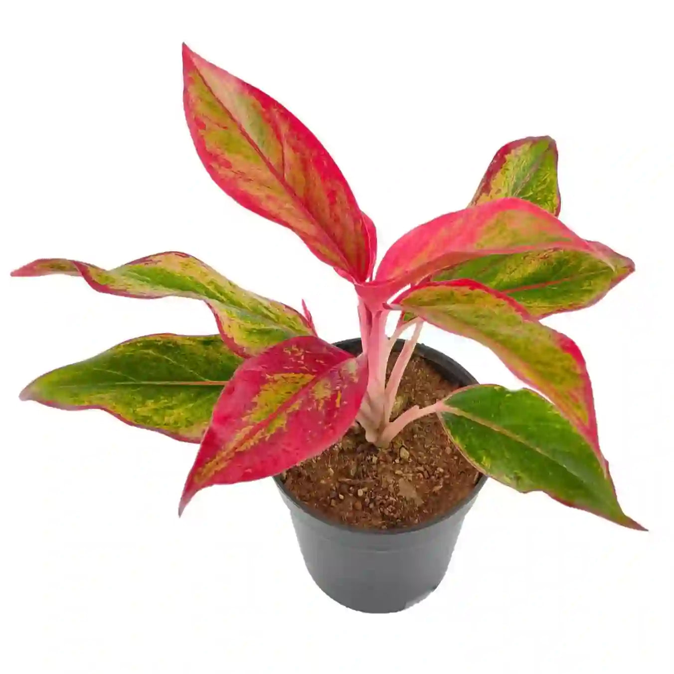 Aglaonema Red Lipstick