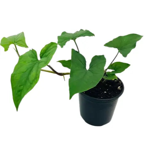Syngonium Podophyllum – GREEN ARROW