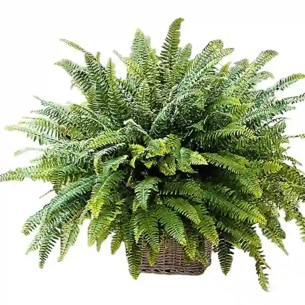 Nephrolepis Pendula | Green boston fern