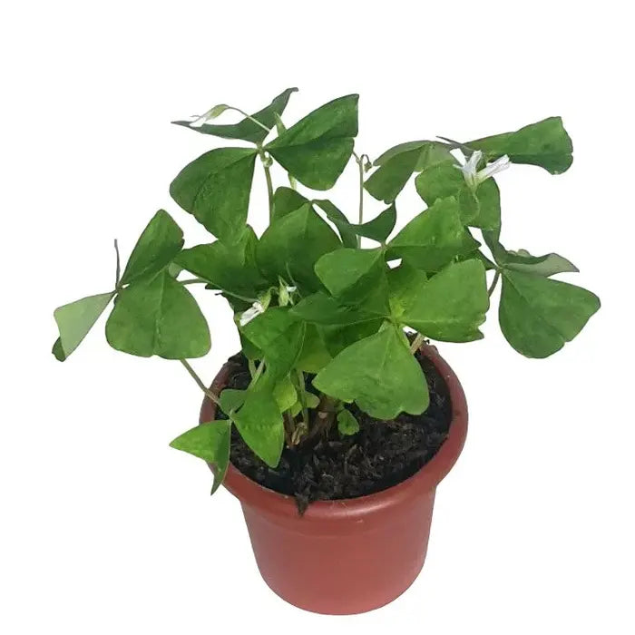 Oxalis Triangularis , Butterfly Plant Green – Corm (Bulb)