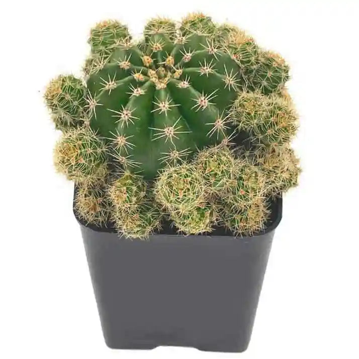 Echinopsis Oxygona (Easter Lily Cactus)