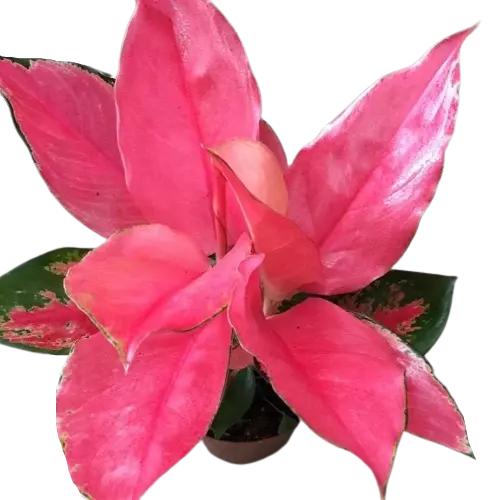 Aglaonema Pink Majestic