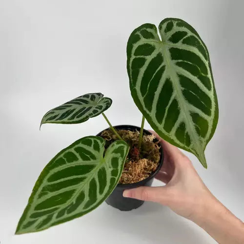 Anthurium Crystallinum ‘Black Crystal'