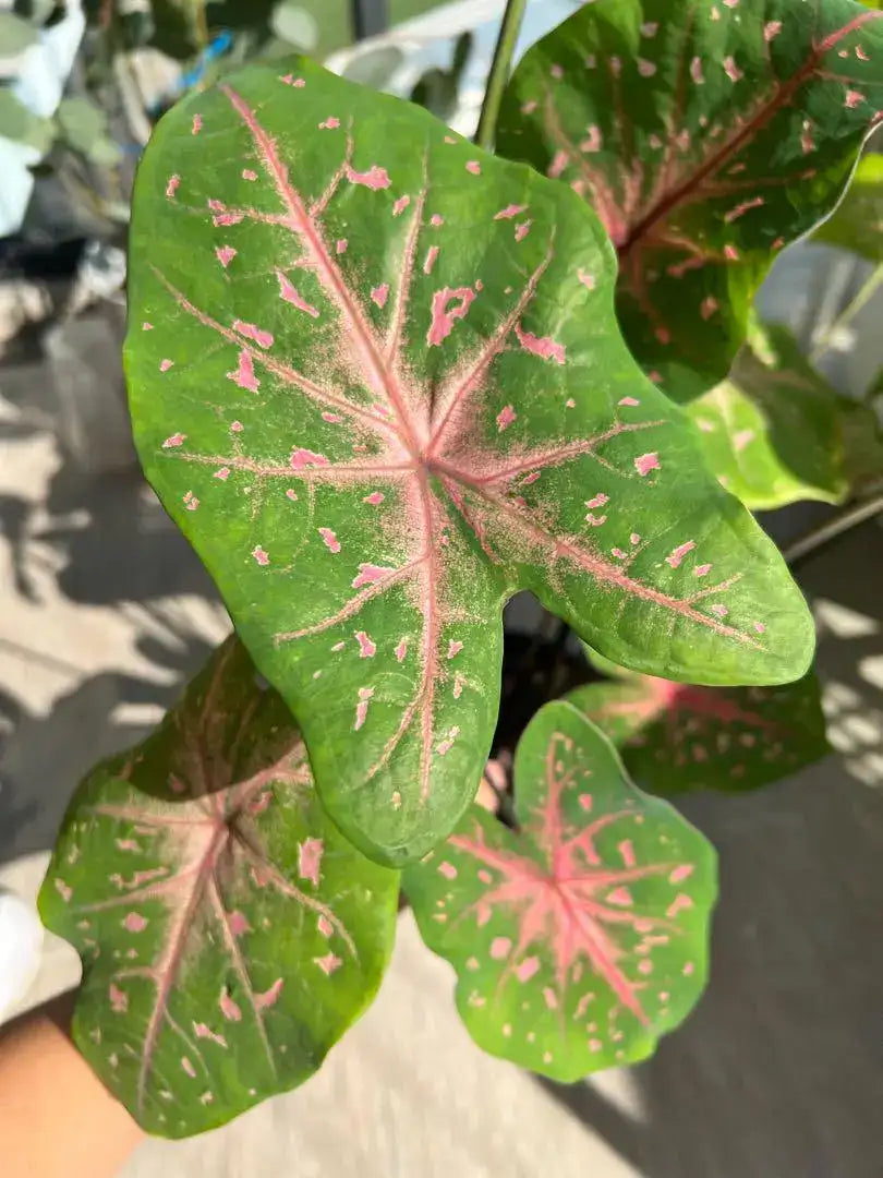 Caladium Pink vein with pink dot