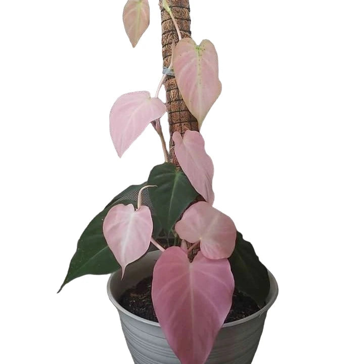 Philodendron Mican Pink Variegated - Super Rare
