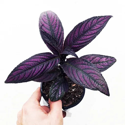 Persian Shield, Strobilanthes Dyerianus - Rare