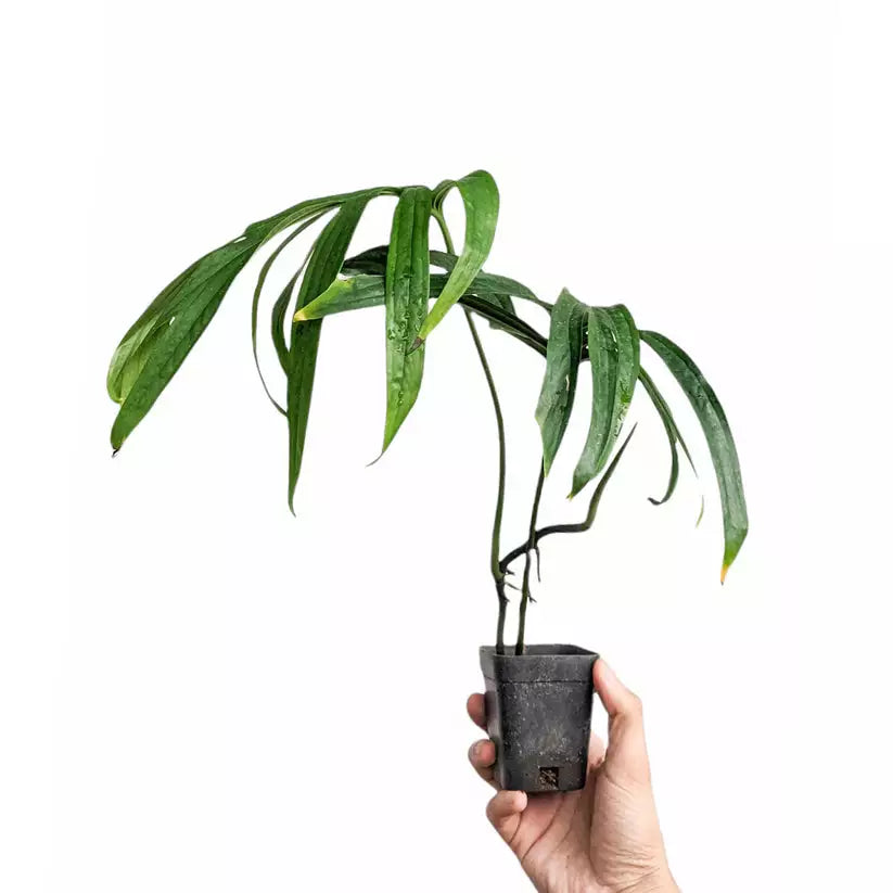 Amydrium Zippelianum / Spiderman Monstera