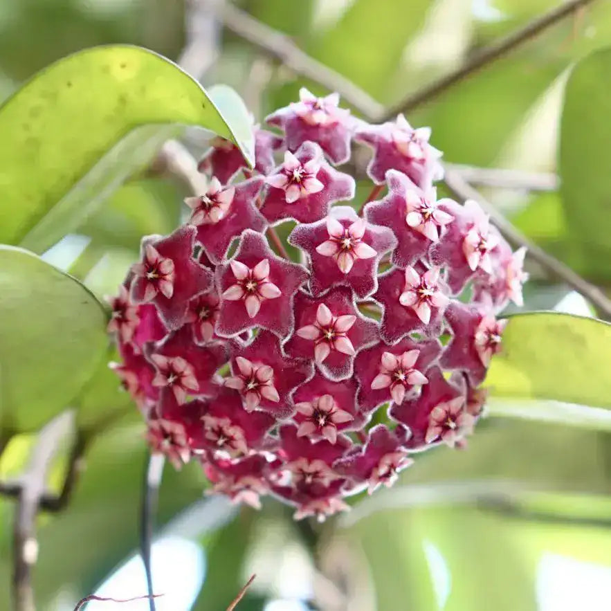 Hoya Maroon Flower
