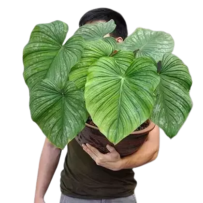 Philodendron Mamei - 'Silver Cloud'