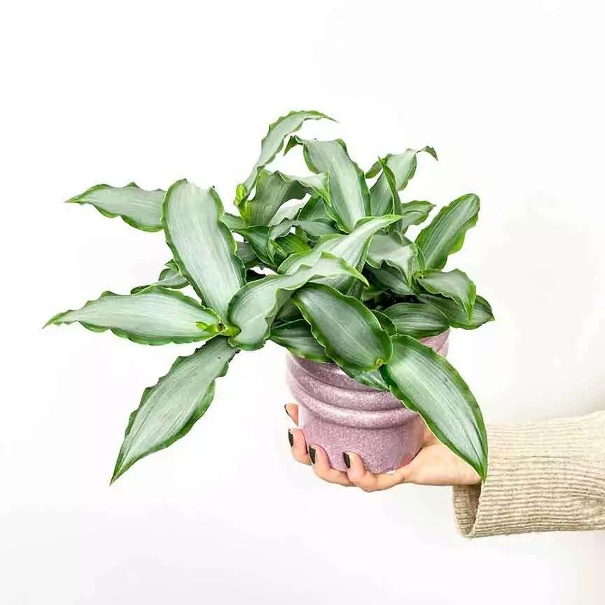 Murdannia Loriformis 'Bright Star'