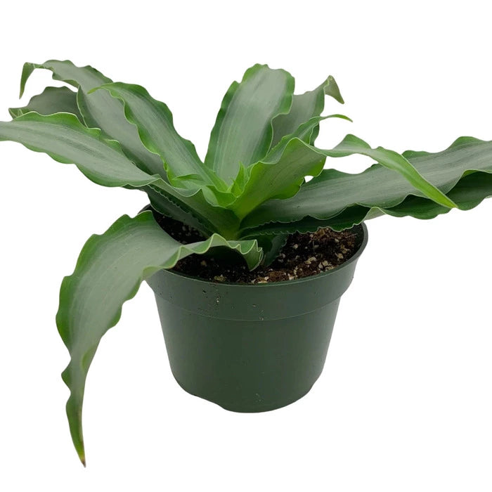 Murdannia Loriformis 'Bright Star'