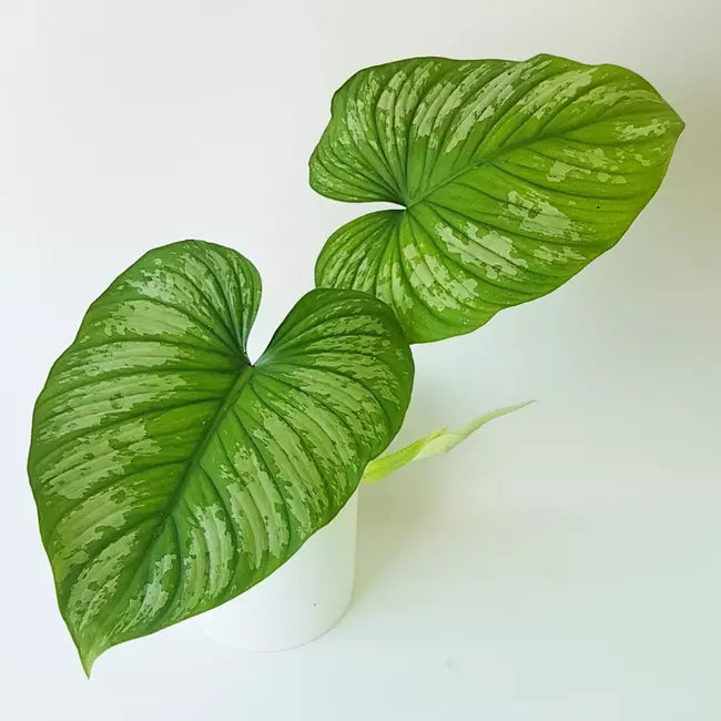 Philodendron Mamei - 'Silver Cloud'