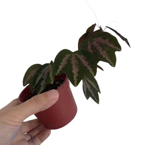 Passiflora Trifasciata / Duck feet plant - Rare