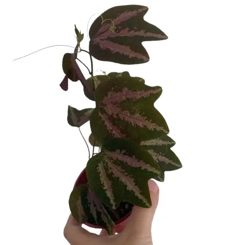 Passiflora Trifasciata / Duck feet plant - Rare