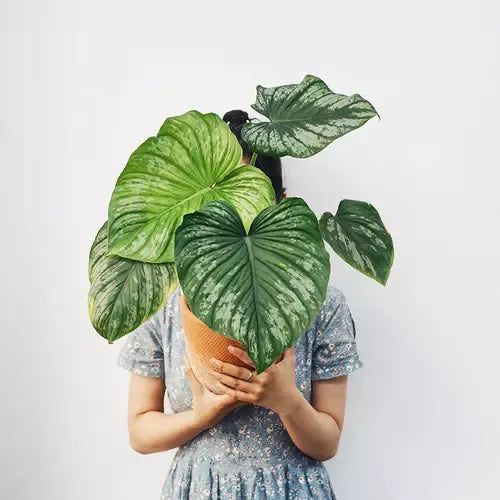 Philodendron Mamei - 'Silver Cloud'