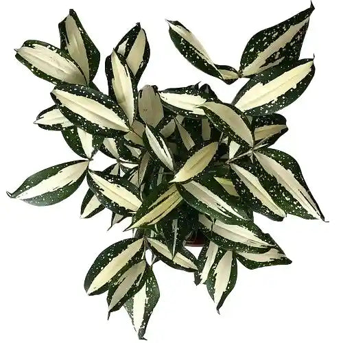 Dracaena Surculosa Milky Way- Rare