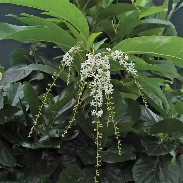 Fiddlewood (Citharexylum spinosum) | Parijatham Plant