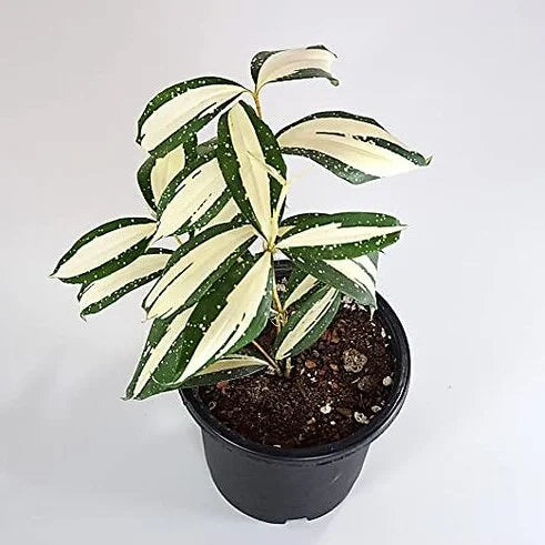Dracaena Surculosa Milky Way- Rare