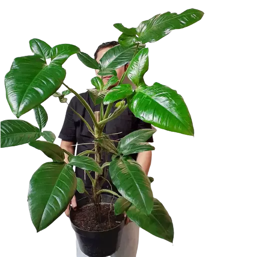 Syngonium "Bunny Ear"- Rare