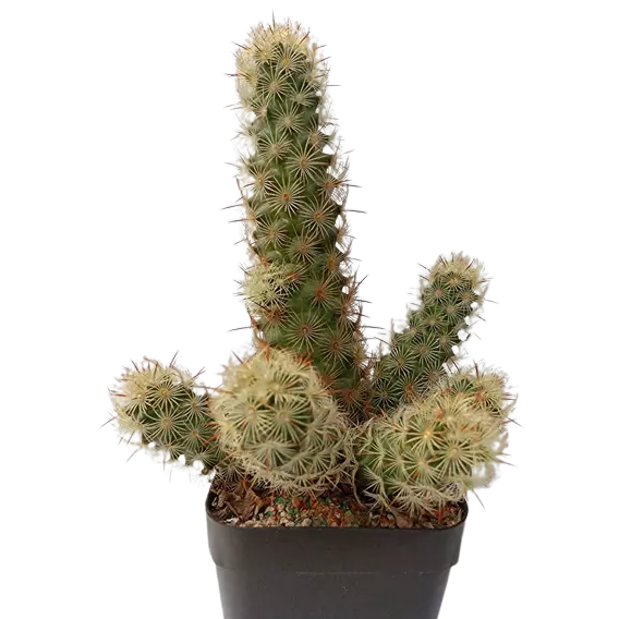 Mammillaria Elongata (Lady Finger Cactus)
