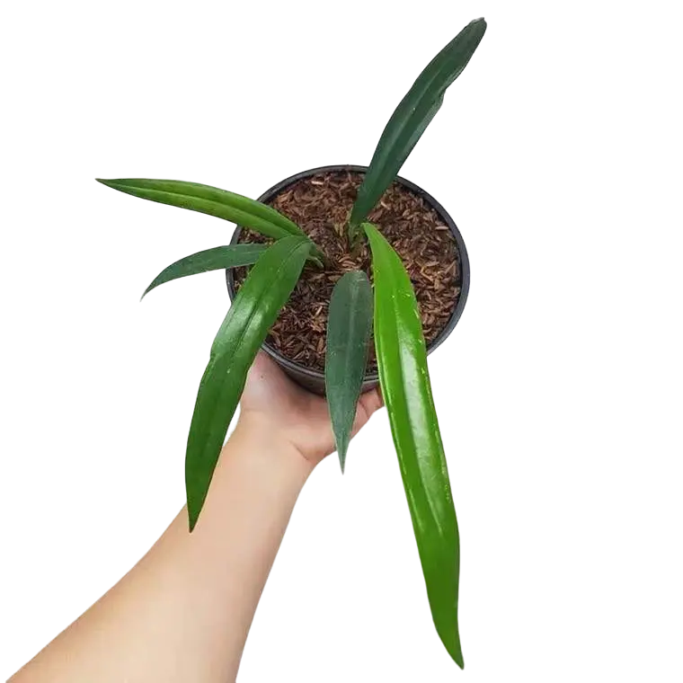 Anthurium Bakeri- Rare