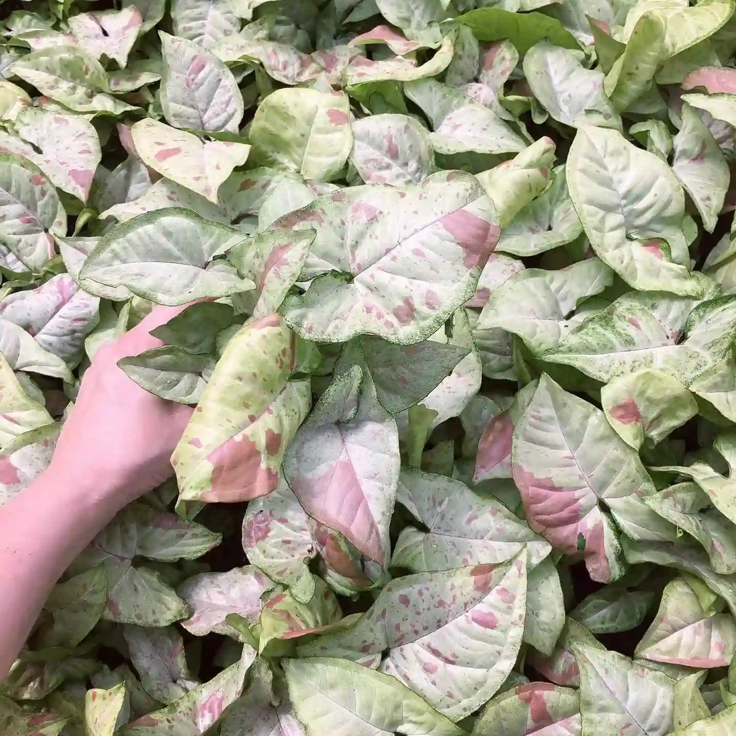 Syngonium Confetti- Rare plant