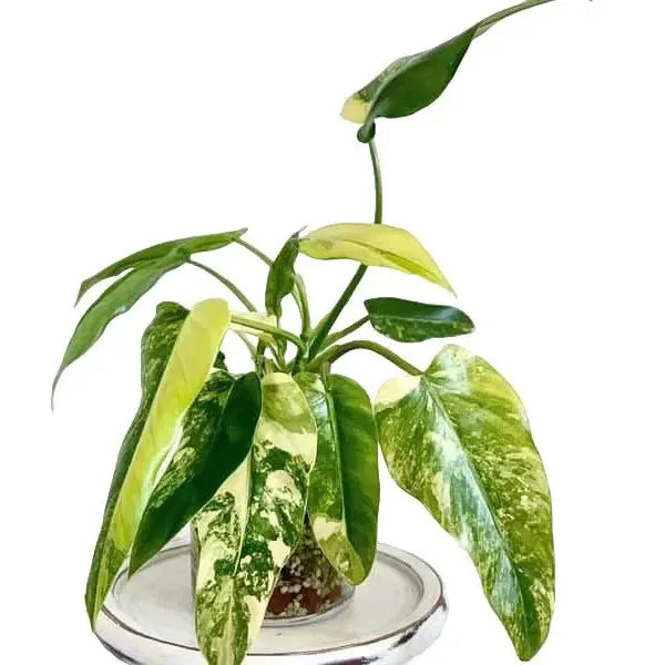 Philodendron Domesticum Variegated