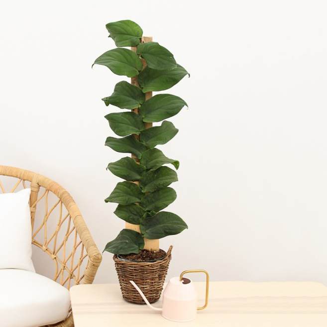 Monstera Rhaphidophora Korthalsii, Celatocaulis - Rare