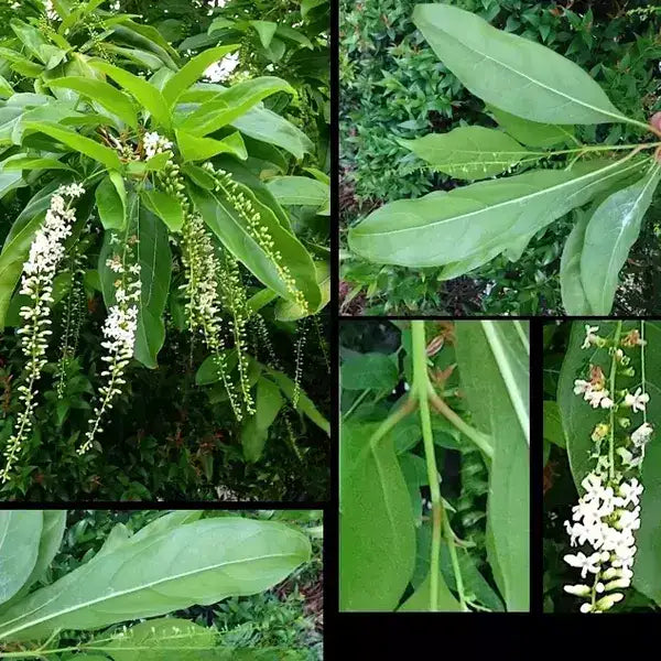 Fiddlewood (Citharexylum spinosum) | Parijatham Plant