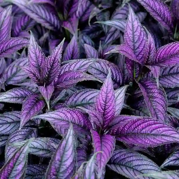 Persian Shield, Strobilanthes Dyerianus - Rare