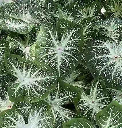 Caladium White Galaxy bulb