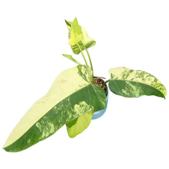 Philodendron Domesticum Variegated