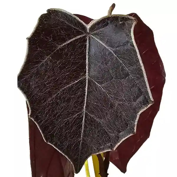 Pterisanthes sp. Borneo 'Batman' - Rare