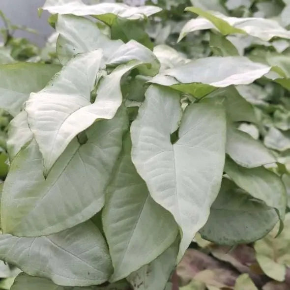 White Butterfly Syngonium