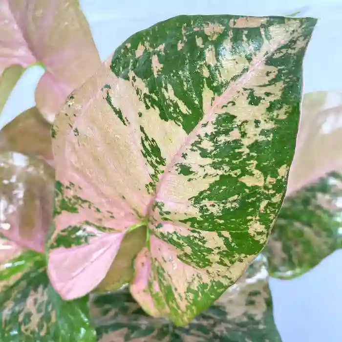 Syngonium Pink Freckles -Rare
