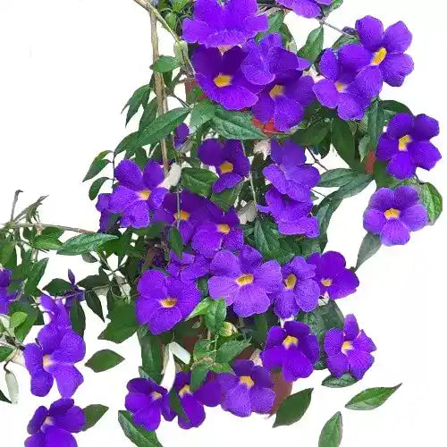 THUNBERGIA ERECTA (Growing Bush Clockvine)